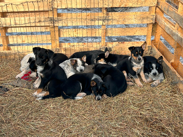 Beautiful Blue/Red Heeler and Alaska Sled Dog Puppies For Sale in Dogs & Puppies for Rehoming in Whitehorse
