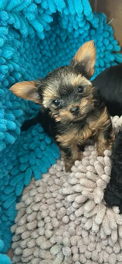 T-cup Yorkshire terrier pups, View more
