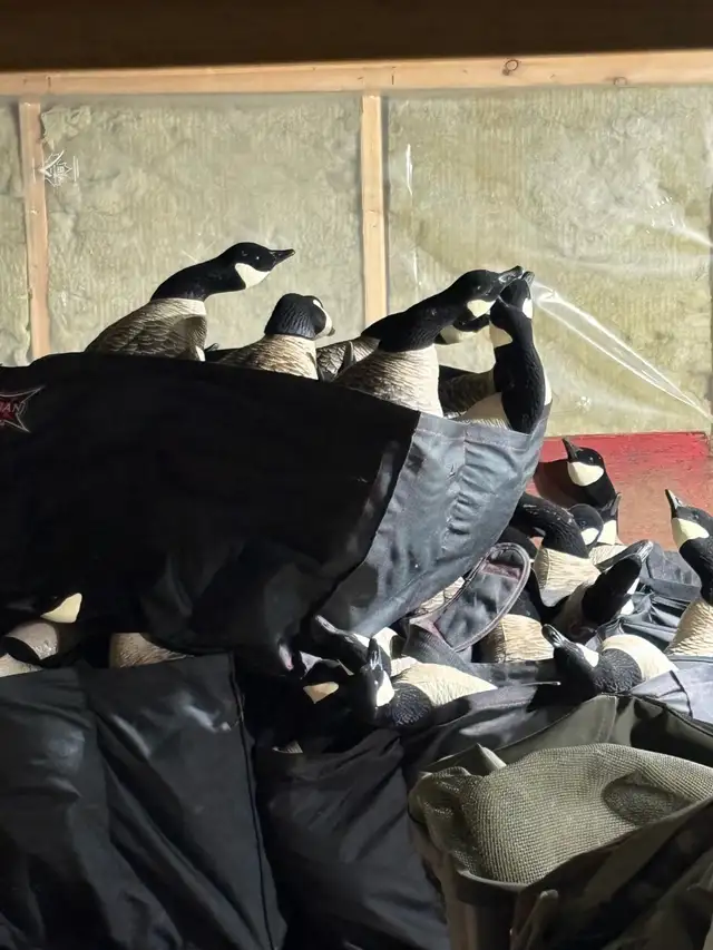 Avian X Goose Decoys AXP per dozen in Fishing, Camping & Outdoors in Ottawa - Image 4