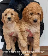 ❤️ Adorable Goldendoodles! F1B mini and F1 medium/standard pups