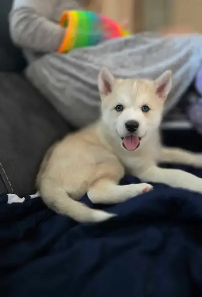 Male Husky puppy, View more