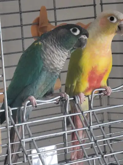 pure pair of conures for sale , View more