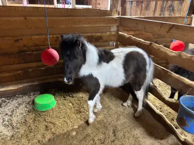 Miniature Horse, View more
