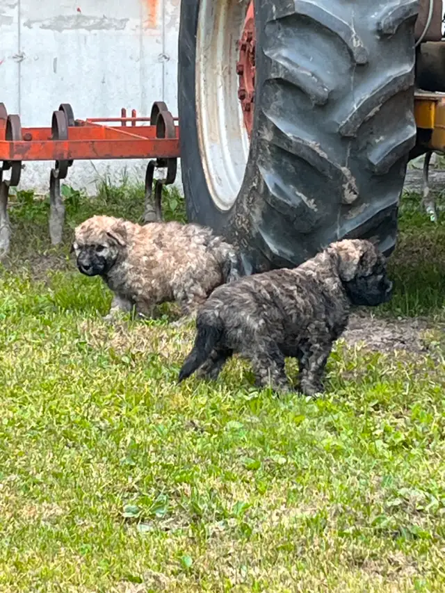 Chiots Bouvier des Flandres in Dogs & Puppies for Rehoming in Drummondville - Image 5