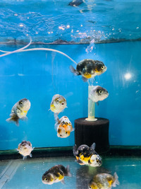 Calico Ranchu Gold Fish LARGE - ON SALE - was $149.99 NOW $79.99
