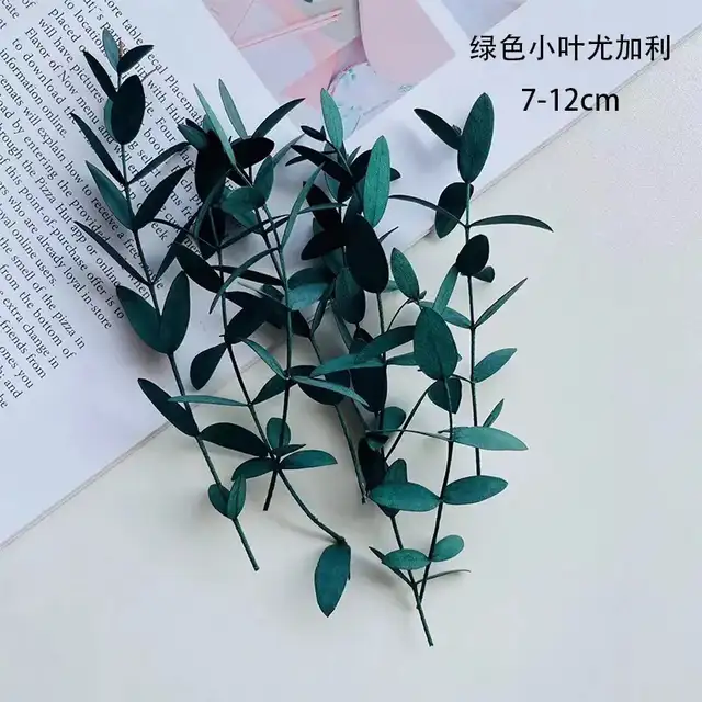 Brand new real Eucalyptus leaves DIY Home decor63373409255169122