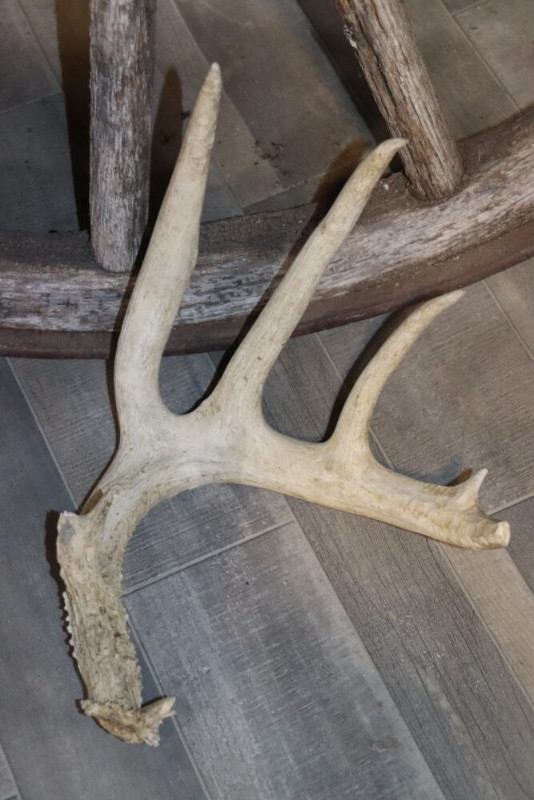 Deer shed antler collection in Arts & Collectibles in Vernon - Image 2