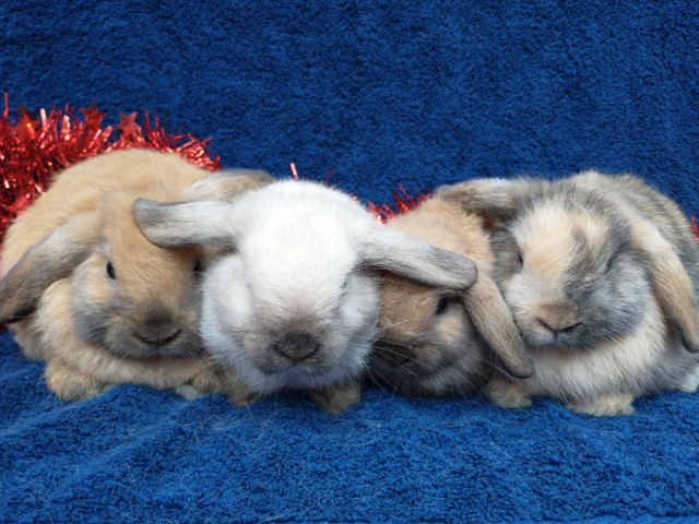 EXTRAORDINARY purebred Holland Lop baby bunny rabbits in Small Animals for Rehoming in City of Toronto - Image 2