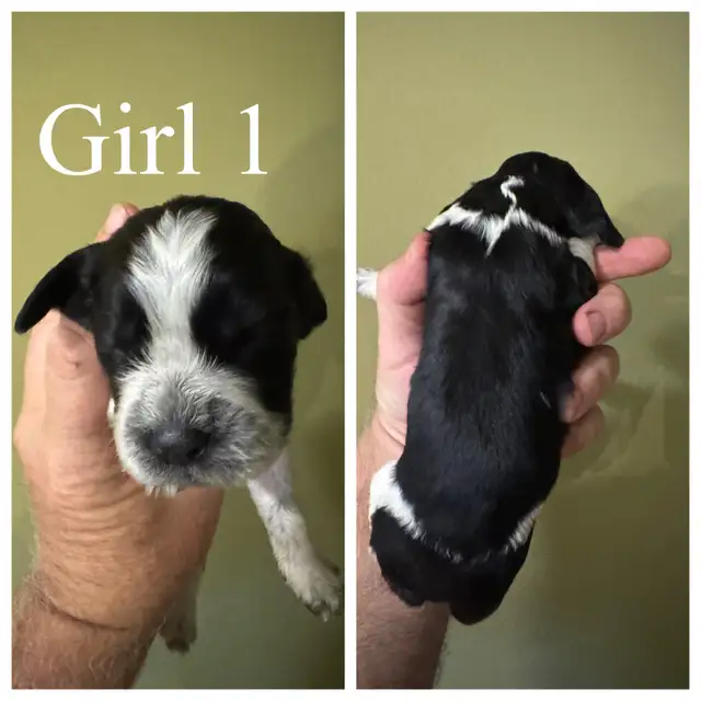 English Springer Spaniel pups - 1 girl in Dogs & Puppies for Rehoming in Owen Sound - Image 3