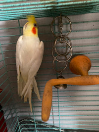 Lutino male cockatiel in excellent health