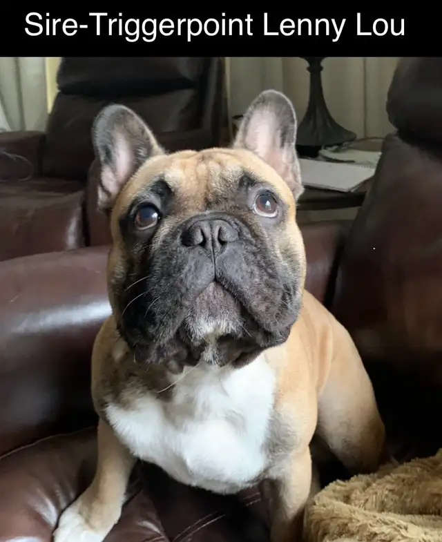 1 Male Brindle  5 year Health Guarantee **Ready now** in Dogs & Puppies for Rehoming in London - Image 10