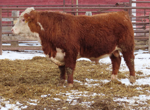 2 -year old HEREFORD BULL in Livestock in Winnipeg - Image 3