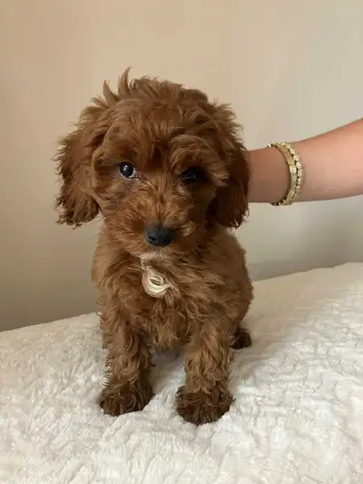 cockapoo puppies, View more