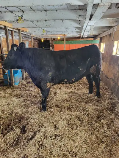 Finished Steer - Belgium Blue Holstein Angus , View more