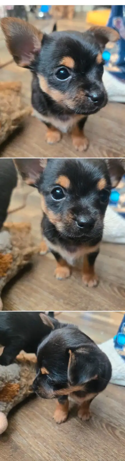 Petite femelle yorchi in Dogs & Puppies for Rehoming in Gatineau - Image 2