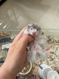 Family raised baby male polywhite hamster