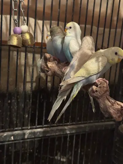 Budgies for sale, View more