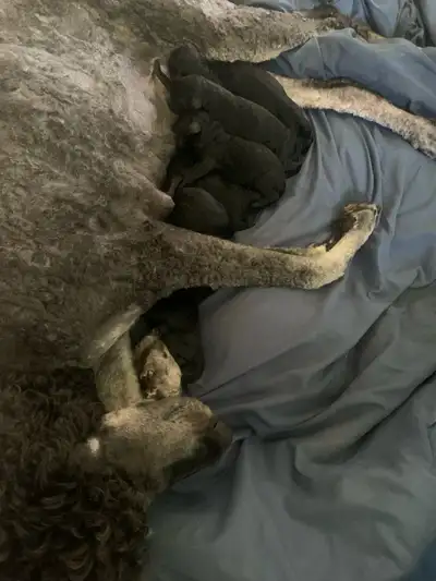 Standard Poodle pups, View more
