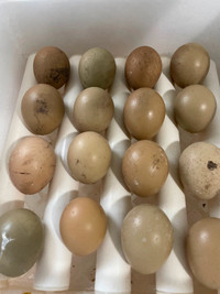 Fertilized ring neck pheasant eggs for hatching