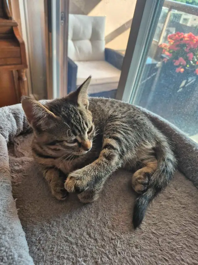 Affectionate Tabby Kittens, Never Bite or Scratch. in Cats & Kittens for Rehoming in City of Toronto - Image 8