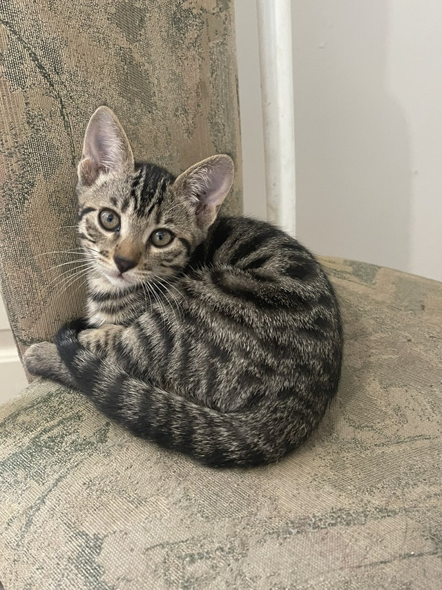 Bengal kitten 2mth old Cats & Kittens for Rehoming Chilliwack Kijiji