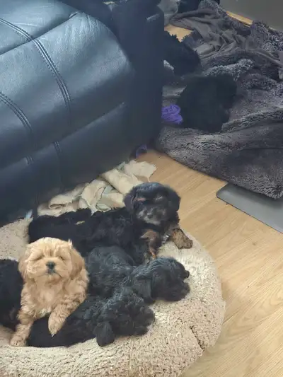 puppy's for sale , View more