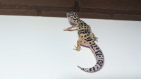 Montanus Leopard Gecko