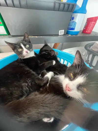 chaton mignon, View more