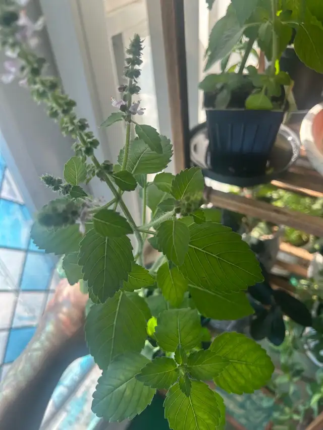 Holy Basil (Good Fortune Plant) in Plants, Fertilizer & Soil in City of Toronto - Image 4