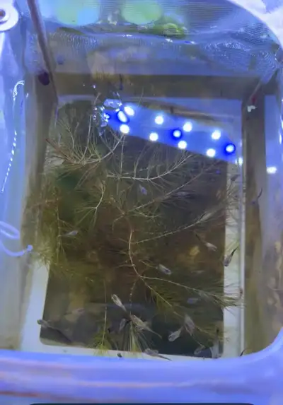 guppy fry, View more