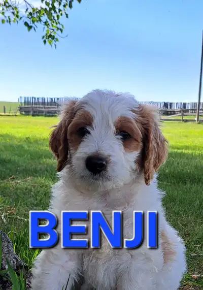 BERNEDOODLE Puppies mid size, View more
