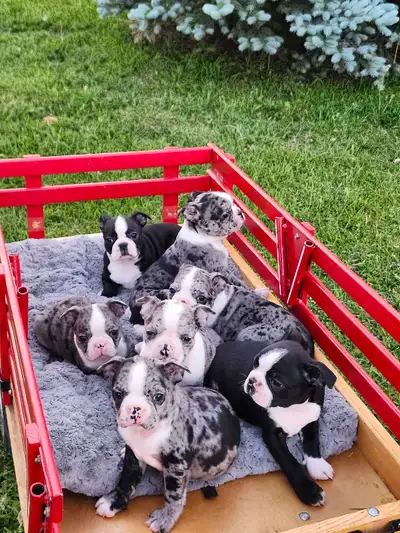 Beautiful Boston Terrier Puppies , View more