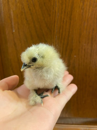 Day old silky chick