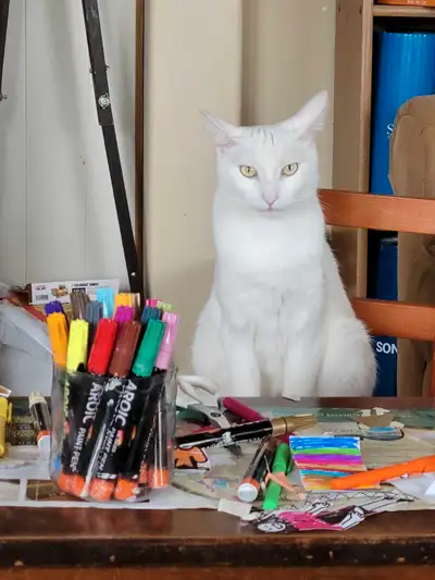 White Cat, View more