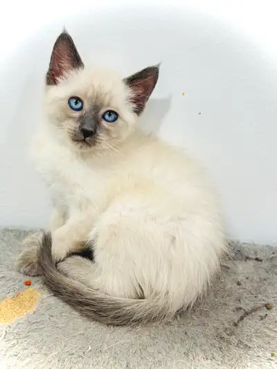 Siamiese x highland lynx kittens, View more