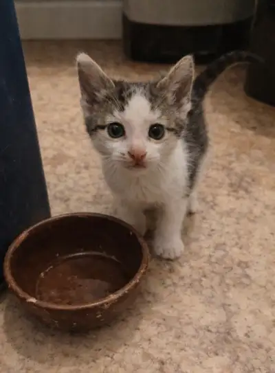 Kittens (1 female left), View more