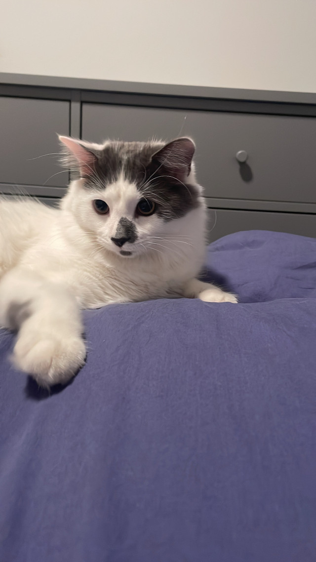 8 months old vaccinated Siberian cat - Male, Not Neutered in Cats & Kittens for Rehoming in Mississauga / Peel Region - Image 3