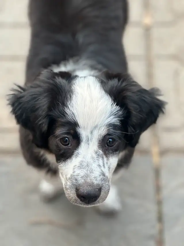 Miniature Australian Shepherd puppies in Dogs & Puppies for Rehoming in Ottawa - Image 5