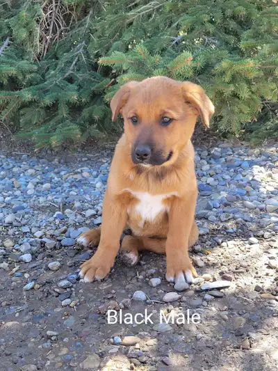 READY FOR A NEW HOME! 2 males left Pic #1- Male, black collar. Seems to be quite an independent guy!...