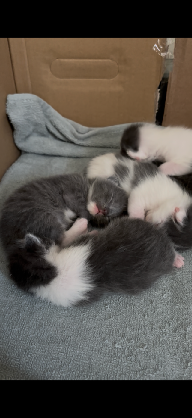 Mixed Persian/Himalayan kittens