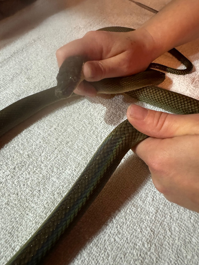  Merauke Scrub pythons dans Reptiles et amphibiens à adopter  à Ville de Montréal - Image 3