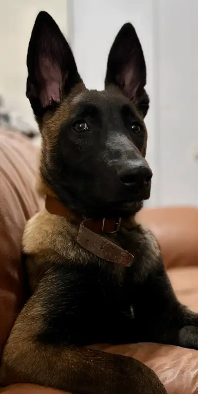 //\\ENGLISH WILL FOLLOW//\\ Ice est un très beau berger malinois charbonné, né le 8 juillet 2022. De...