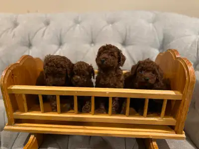 These adorable little furballs were born on Mar 30th and will be ready for their new home on May 25t...