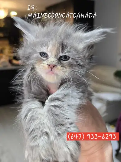 ADORABLE MAINE COONS  XL registered, View more