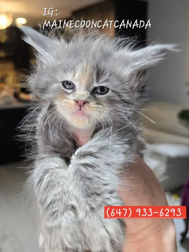 ADORABLE MAINE COONS  XL registered