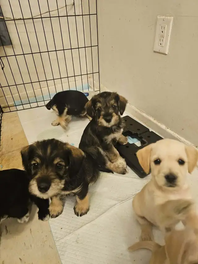 Cockapoo Schnauzer Puppies in Dogs & Puppies for Rehoming in Mississauga / Peel Region - Image 11