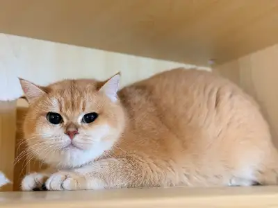 British Shorthair Golden girl, View more