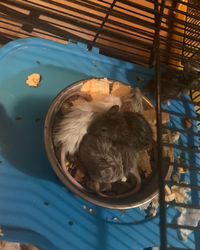 souris domestique dans Petits animaux à adopter  à Ouest de l’Île