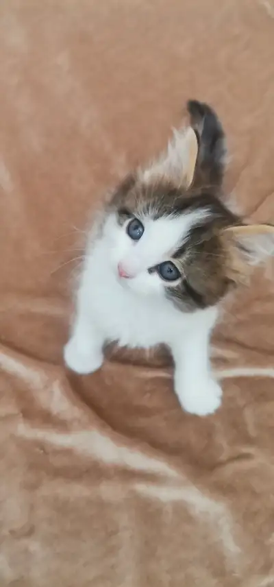 Chaton femelle angora de 2 mois au yeux bleu avec un magnifique poil long mince avec du volume comme...