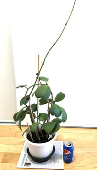 Healthy Hoya Kerrii (Sweetheart plant) Large Size Actual Photos